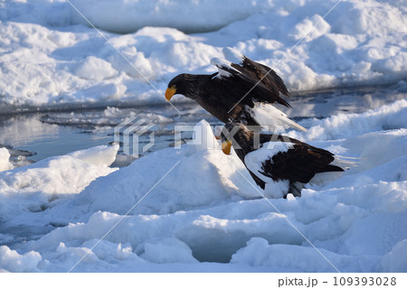 オオワシ、羅臼の流氷、知床半島、北海道 オオワシ、羅臼の流氷、知床半島、北海道 109393028