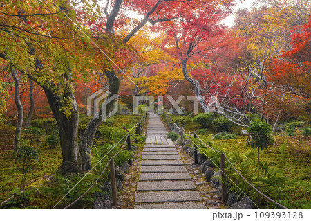 秋の京都嵯峨野 見事な紅葉の宝筐院 秋の京都嵯峨野 見事な紅葉の宝筐院 109393128