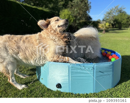 The labradors dog playing in pool with balls 109393161
