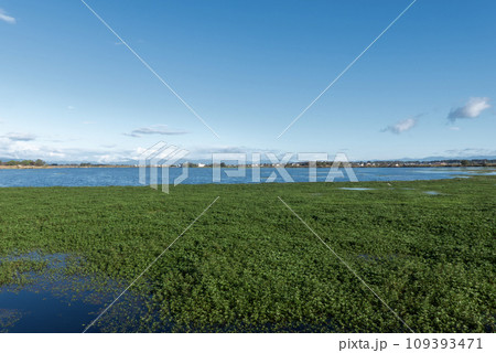 滋賀県東近江市　琵琶湖に続く伊庭内湖の風景 109393471