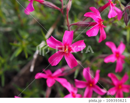 シバザクラ 109393621