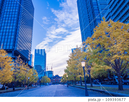 （東京）丸の内・行幸通りのビル群とイチョウ並木 109393677