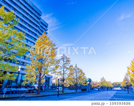 （東京）丸の内・行幸通りのビル群とイチョウ並木 109393686