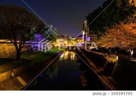 坪井川と桜の木 桜咲く季節 熊本城ライトアップ風景(熊本市) 坪井川と桜の木 桜咲く季節 熊本城ライトアップ風景(熊本市) 109393705