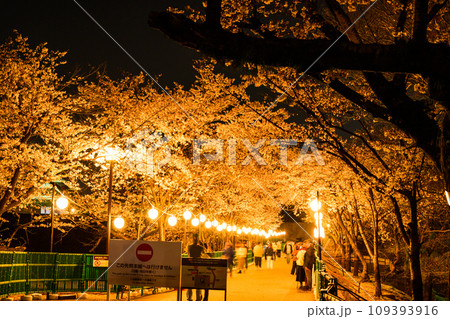 城内ライトアップ風景　桜咲く季節　熊本城ライトアップ風景(熊本市) 109393916