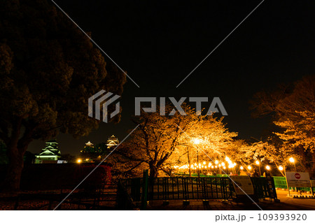 城内ライトアップ風景 桜咲く季節 熊本城ライトアップ風景(熊本市) 城内ライトアップ風景 桜咲く季節 熊本城ライトアップ風景(熊本市) 109393920