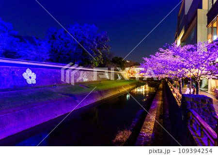 坪井川と桜の木　桜咲く季節　熊本城ライトアップ風景(熊本市) 109394254
