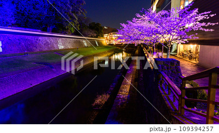坪井川と桜の木　桜咲く季節　熊本城ライトアップ風景(熊本市) 109394257