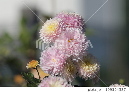 薄いピンク色の可愛い菊 109394527