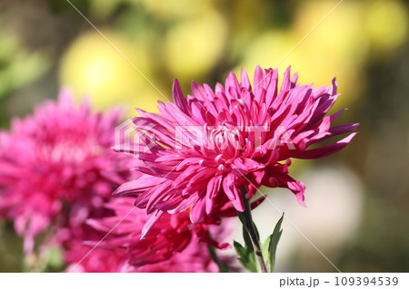 濃いピンクの菊 濃いピンクの菊 109394539