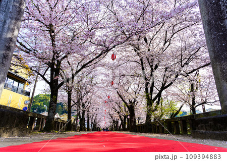 参道と桜の花 うららかな桜咲く季節に映える桜トンネル風景 菊池神社 菊池市 参道と桜の花 うららかな桜咲く季節に映える桜トンネル風景 菊池神社 菊池市 109394883