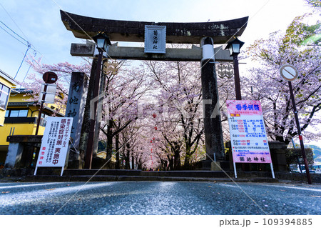 鳥居と桜の花 うららかな桜咲く季節に映える桜トンネル風景 菊池神社 菊池市 鳥居と桜の花 うららかな桜咲く季節に映える桜トンネル風景 菊池神社 菊池市 109394885