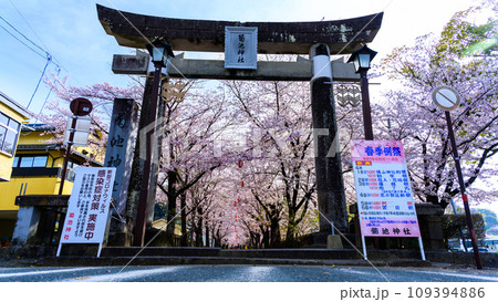 鳥居と桜の花 うららかな桜咲く季節に映える桜トンネル風景 菊池神社 菊池市 鳥居と桜の花 うららかな桜咲く季節に映える桜トンネル風景 菊池神社 菊池市 109394886