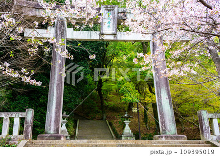 鳥居と桜の花 うららかな桜咲く季節に映える桜トンネル風景 菊池神社 菊池市 鳥居と桜の花 うららかな桜咲く季節に映える桜トンネル風景 菊池神社 菊池市 109395019
