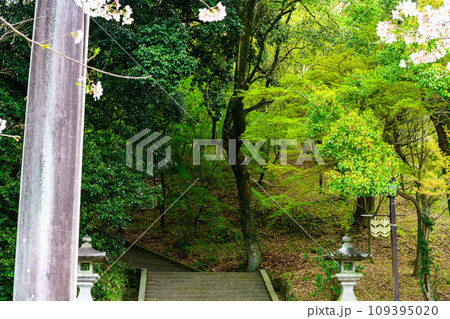 参道と桜の花　うららかな桜咲く季節に映える桜トンネル風景　菊池神社　菊池市 109395020
