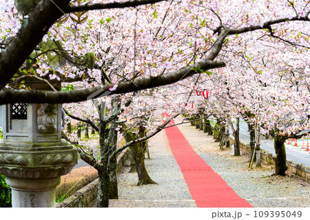 うららかな桜咲く季節に映える桜トンネル風景 菊池神社 菊池市 うららかな桜咲く季節に映える桜トンネル風景 菊池神社 菊池市 109395049