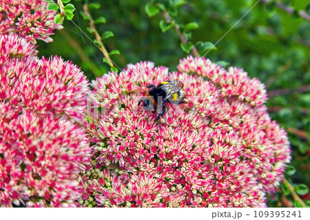 A bumblebee collects nectar on a purple sedum in a summer park 109395241