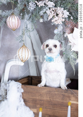 クリスマスのセットに入った白いミックス犬 109395318