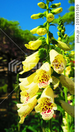 ジギタリス(キツネノテブクロ)の花の風景 ジギタリス(キツネノテブクロ)の花の風景 109395369