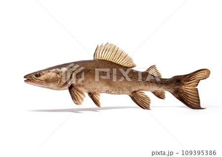 Image of brown catfish isolated on white background. Animal., Fishs., Food. 109395386