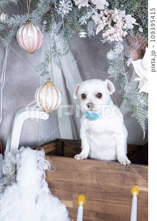 クリスマスのセットに入った白いミックス犬 クリスマスのセットに入った白いミックス犬 109395415