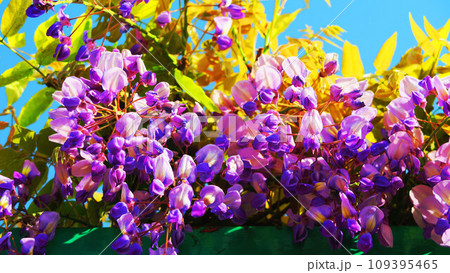 春のフジの花と青空の風景 春のフジの花と青空の風景 109395465