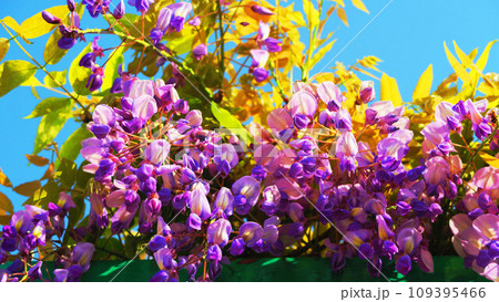 春のフジの花と青空の風景 春のフジの花と青空の風景 109395466