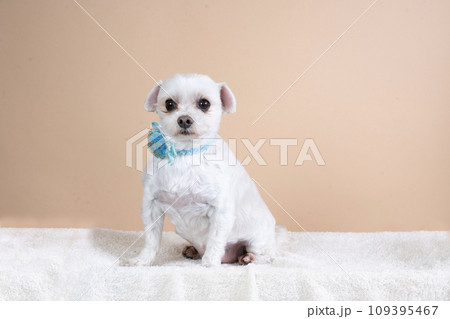 ベージュ背景とお座りして微笑むミックス犬 109395467