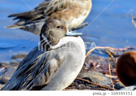 オナガガモ オナガガモ 109395551