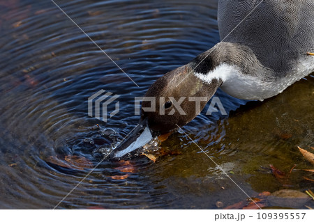 オナガガモ 109395557