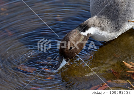オナガガモ オナガガモ 109395558