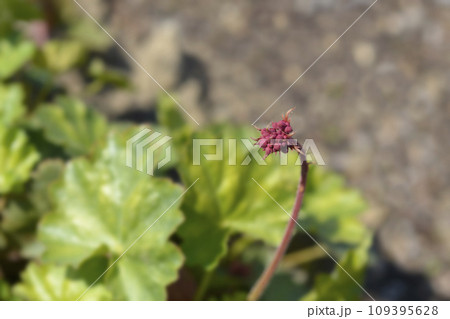 Coral Bells 109395628