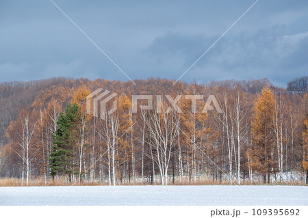 初冬の黄葉したカラマツ林と葉を落としたシラカバ 109395692