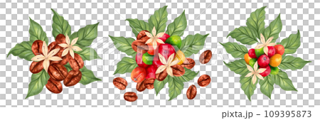 Compositions of coffee beans, coffee berries with leaves. Aroma of Robusta and Arabica varieties. Marker illustration in watercolor style. Clipart for production, harvesting. Hand-drawn isolated art. Compositions of coffee beans, coffee berries with leaves. Aroma of Robusta and Arabica varieties. Marker illustration in watercolor style. Clipart for production, harvesting. Hand-drawn isolated art. 109395873