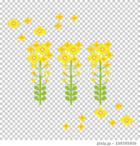 3本の菜の花のイラスト 109395956