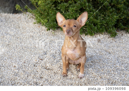 白い石の庭でお座りしたロシアントイテリア 109396098