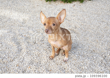 白い石の庭でお座りしたロシアントイテリア 109396100