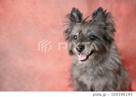 赤いバックとお座りして微笑むケアーンテリア 109396195