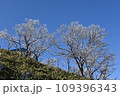 快晴と樹氷 109396343