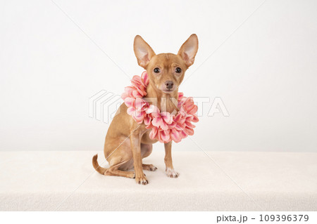 レイをつけてとロシアントイテリア 109396379