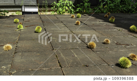 小布施　栗の小径　長野県小布施町 109396388