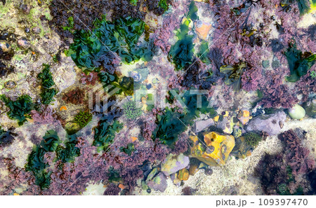 Intertidal Mosaic: Colorful Sea Life in a Tide Pool 109397470