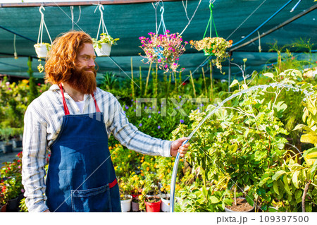 young redhaired ginger bearded man in apron working in the garden or plantation 109397500