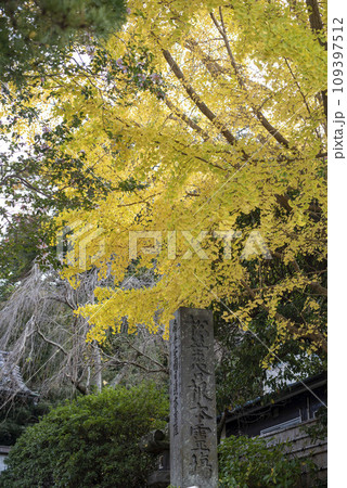 鎌倉11月　安国論寺7 109397512