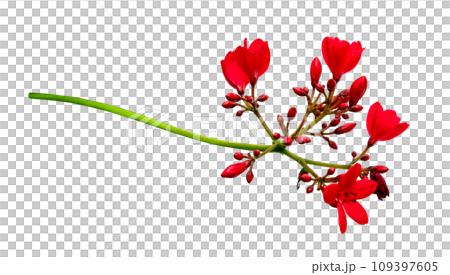 Jatropha integerrima Jacq flower isolated Jatropha integerrima Jacq flower isolated 109397605