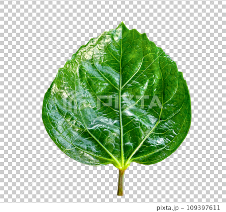 Green leaves pattern of tropical leaf plant isolated 109397611