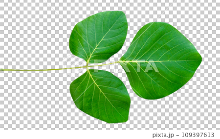 Green leaves pattern of tropical leaf plant isolated 109397613