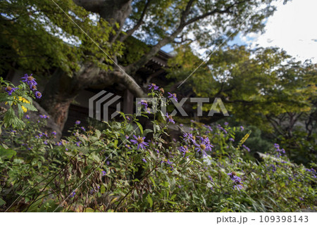 鎌倉11月　妙法寺6 109398143