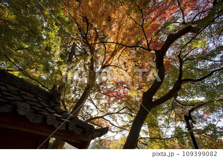鎌倉11月 北鎌倉駅界隈2 鎌倉11月 北鎌倉駅界隈2 109399082