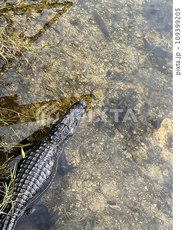 水面で日向ぼっこをするワニ 水面で日向ぼっこをするワニ 109399205
